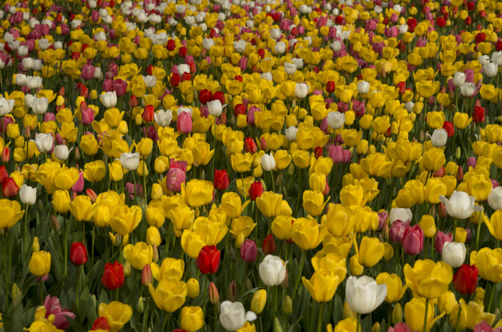 zeigt verschiedenfarbige Tulpen (im Sinne von: Jeder ist anders) – Bild ist schlecht für Menschen mit Rot-Grün-Schwäche, das kann humorvoll erzählt werden.