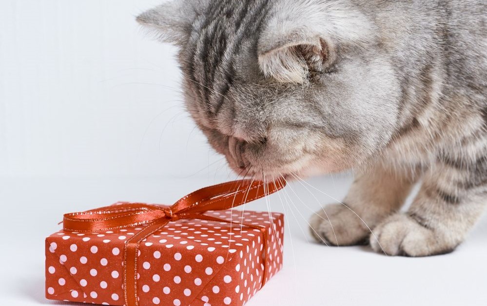 Katze mit Geschenk
